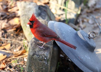 Close-up of bird perching on wood