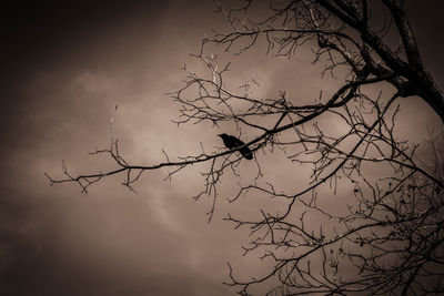 Low angle view of silhouette bare tree against sky