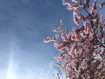 Low angle view of cherry blossoms against sky