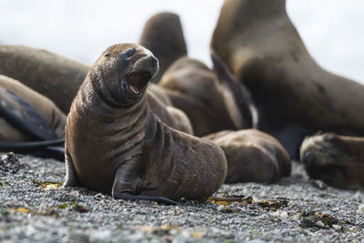 Close-up of seal