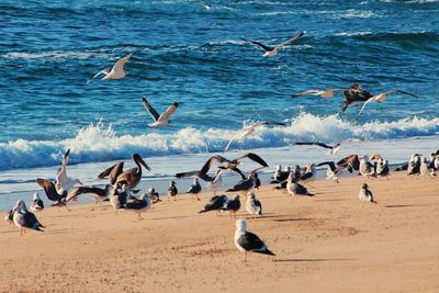 Seagulls on beach