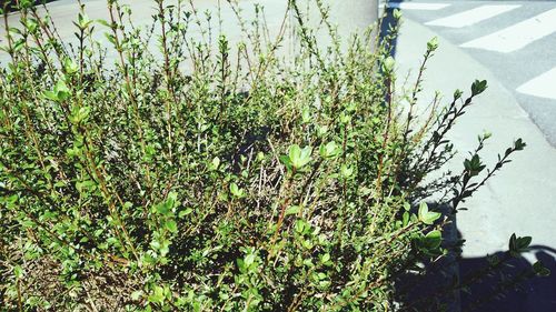 Ivy growing in farm