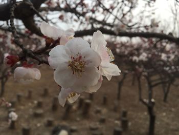 Close-up of apple blossoms in spring