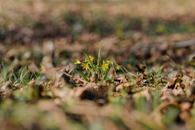 Close-up of plant on field