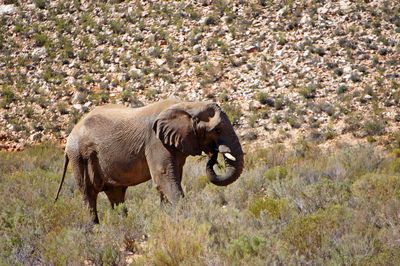 Elephant walking in a field