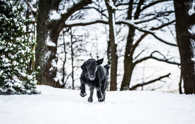 View of a dog on snow covered land