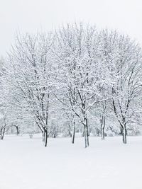 Snow covered trees