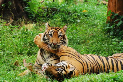 Tiger relaxing on field