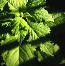 Close-up of green leaves