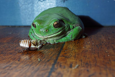 A large green tree frog litoria caerulea with a brown cane beetle which it will eat. 