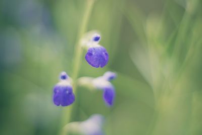 Close-up of purple flowers