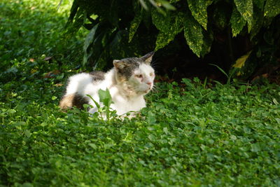 Cat resting on a field