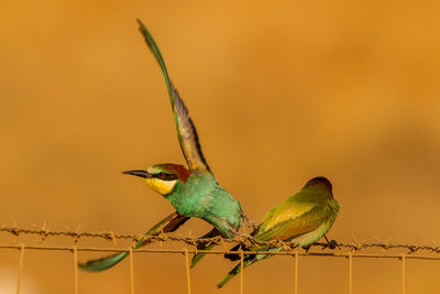 Close-up of bird perching