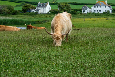 pasture