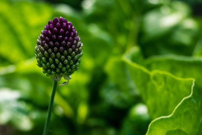 Close-up of blue flowering plant