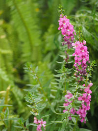 Close-up of pink flowers blooming outdoors