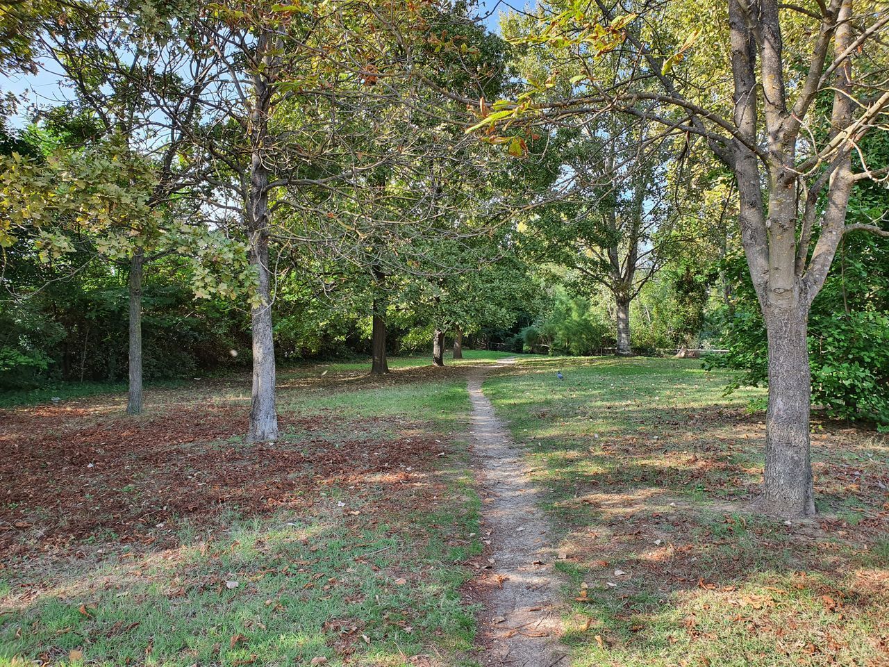 TREES ON FIELD