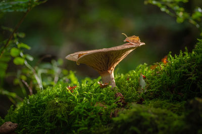 Fungi in moss