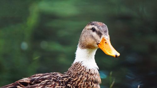Colourful duck portrait