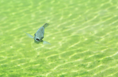 High angle view of bird swimming in sea