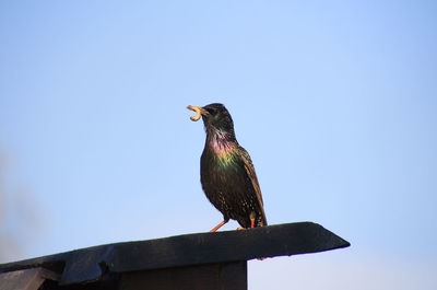 Low angle view of bird perching on wood against sky