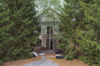 Walkway amidst trees in forest
