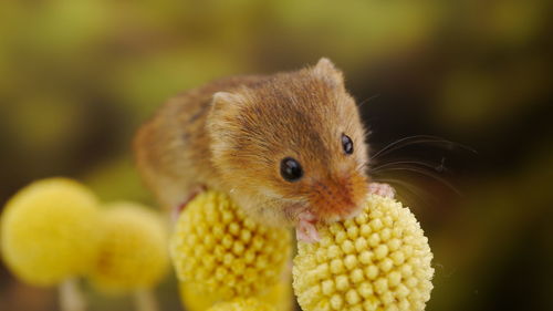 Close-up of a rabbit on flower