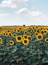 Sunflowers on field against cloudy sky