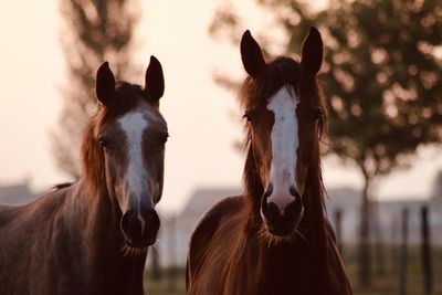 Portrait of horses in ranch
