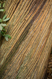 Close-up of wood
