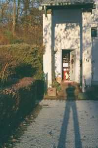 Shadow of tree on building