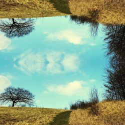 Bare trees on field against sky