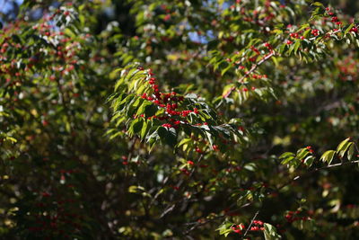 Red berries growing on tree