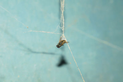 Close-up of spider on web