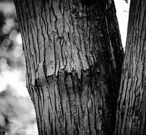 Low angle view of tree trunk