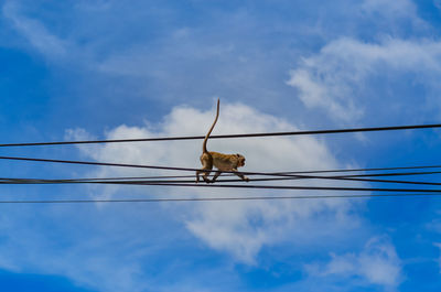 Low angle view of power lines against blue sky