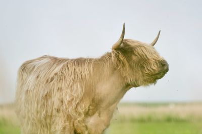 Cattle on grass against sky