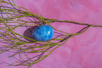 High angle view of multi colored candies on plant