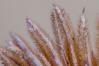 Close-up of plants against wall