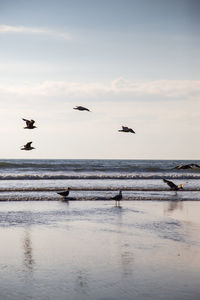 Seagulls flying over sea against sky