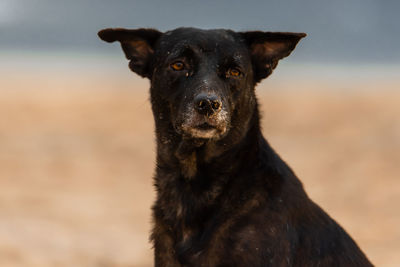 Wild dog staying on the beach