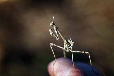 Close-up of hand holding insect