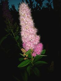 Close-up of pink flowers blooming outdoors