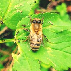 Close up of insect on plant