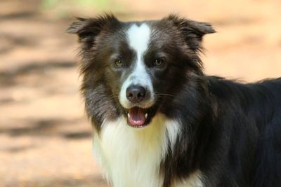 Close-up portrait of dog