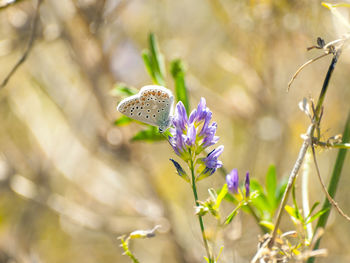 Close-up of insect on flower