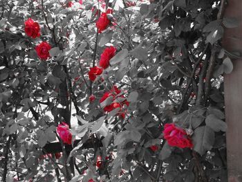 Close-up of red flowers