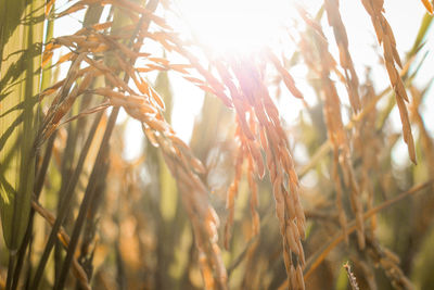 Close-up of stalks in field against sky