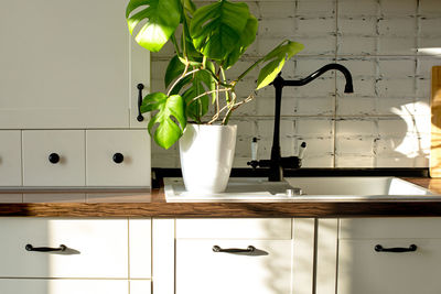 Potted monstera plant on kitchen  table with black sink