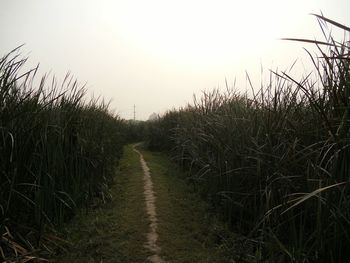 View of field with trees in background